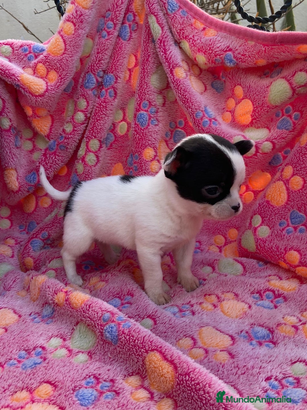 Chihuahua perros en venta: cachorrito chihuahua - Anuncio 2