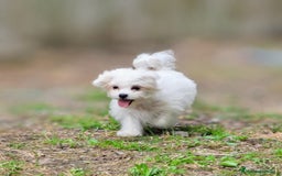 Bichón Maltés perros en venta: Camada de bichón maltés - Imagen 34