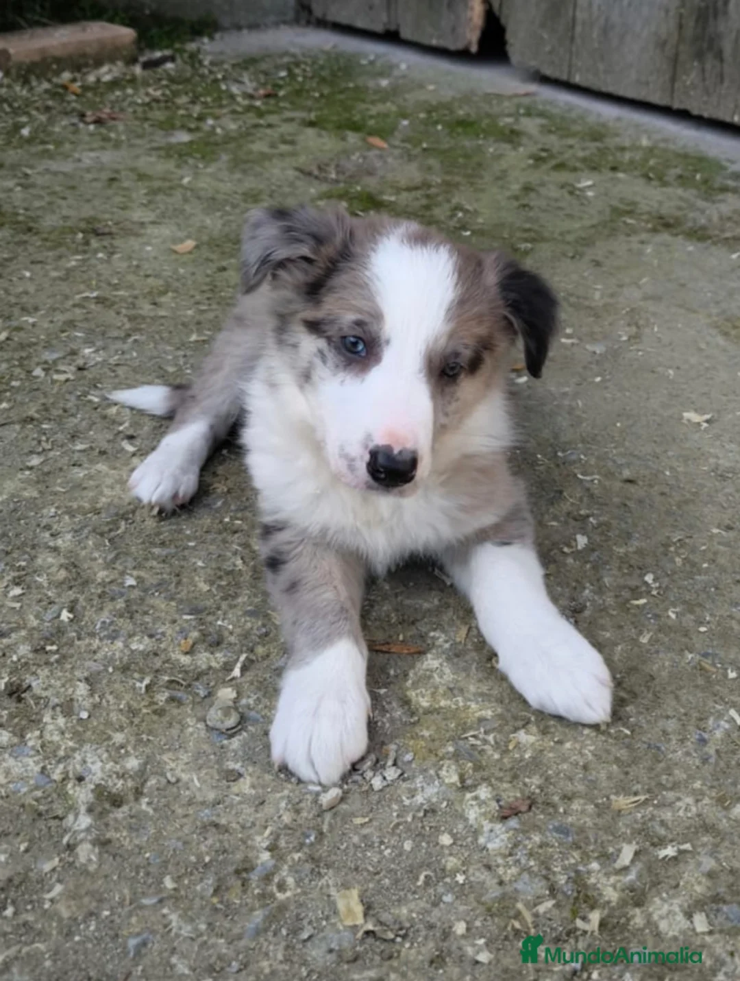Border Collie perros en venta: Cachorros border collie! - Anuncio 4