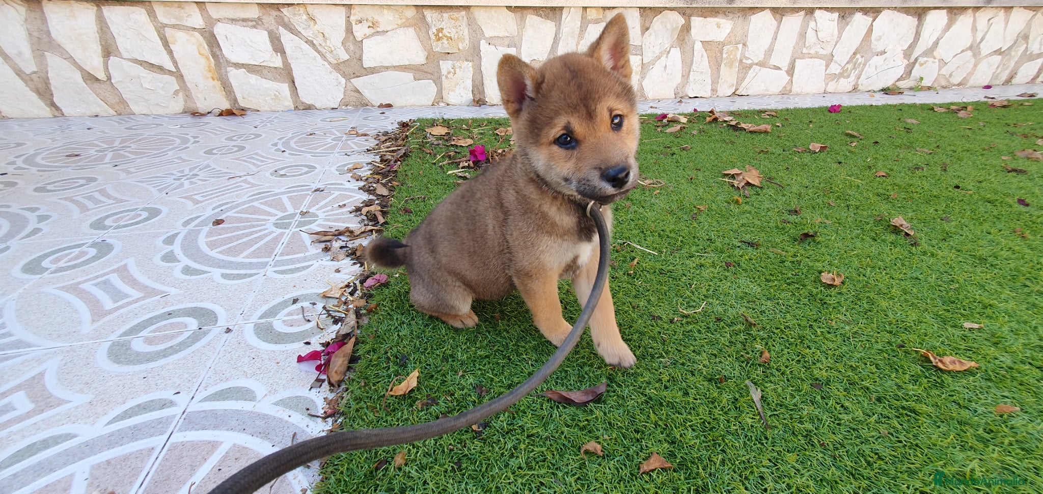 Shiba Inu perros Shiba Inu Calidad Top - Anuncio 1