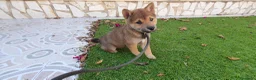 Shiba Inu perros en venta: Shiba Inu Calidad Top - Anuncio 6