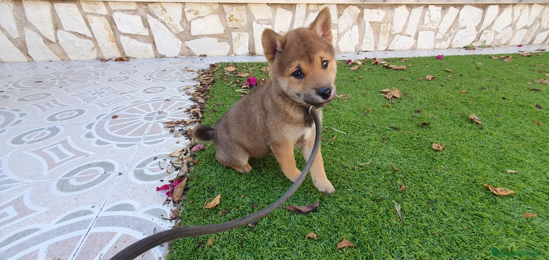 Shiba Inu perros en venta: Shiba Inu Calidad Top - Anuncio 1
