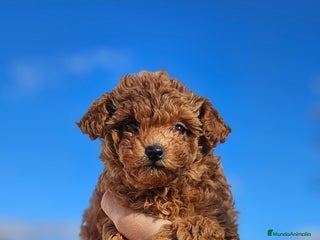 Caniche Toy perros Caniche toy - Anuncio 3