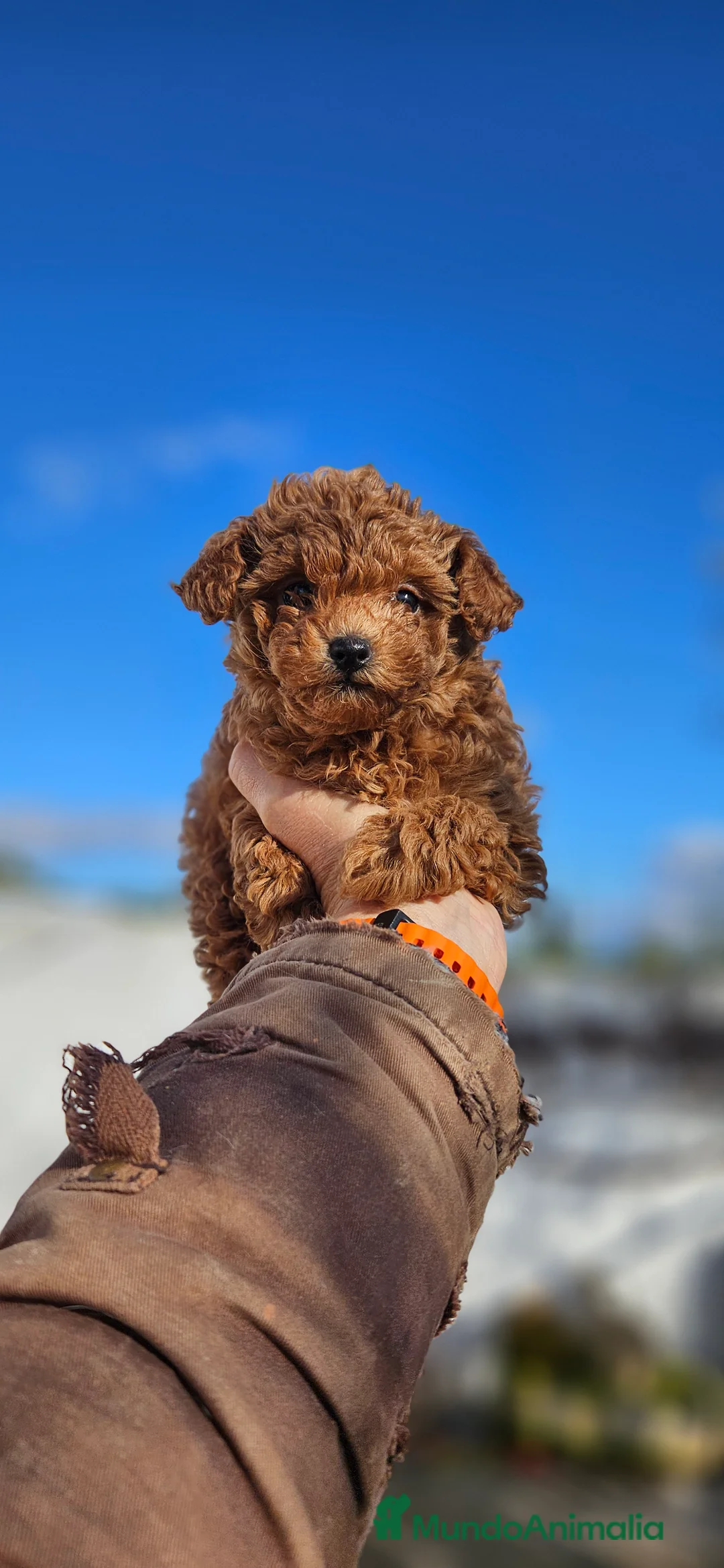 Caniche Toy perros en venta: Caniche toy - Anuncio 1