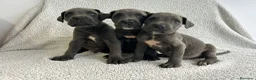 Cane Corso perros en venta: Cané corso blue - Anuncio 4