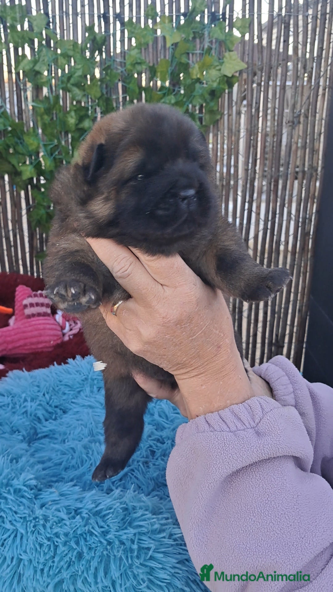 Chow Chow perros en venta: Bebés Chow Chow  - Anuncio 2