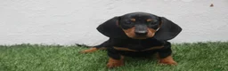 Teckel Miniatura perros en venta: Teckel Miniatura  - Anuncio 3
