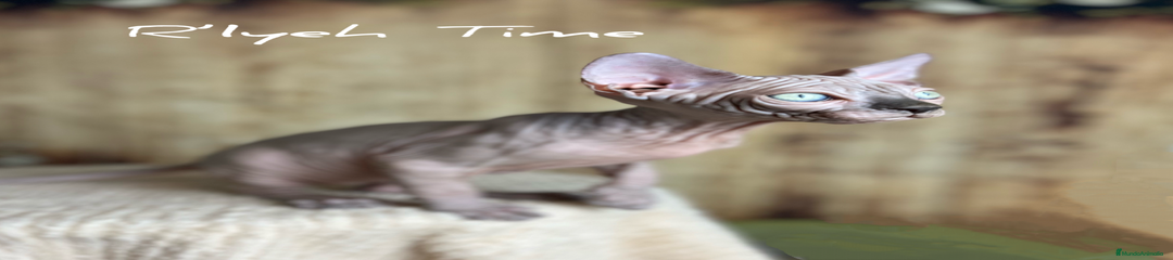Sphynx Gatito 1