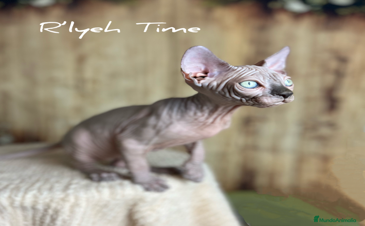 Sphynx gatos - Anuncio 1