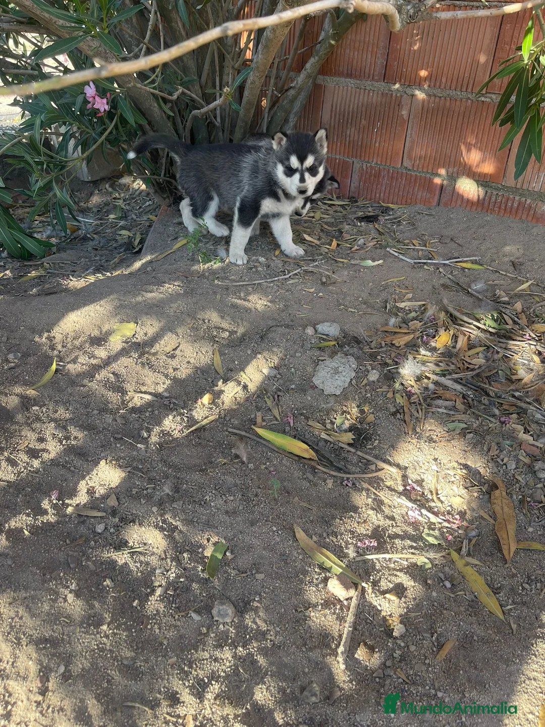Husky Siberiano perros en venta: Huskys siberianos de Calidad  - Anuncio 2