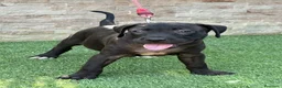 American Pit Bull Terrier perros en venta: Cachorra auténtica APBT - Anuncio 6
