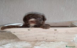 Perro de Agua Español perros en venta: Perro de agua  - Imagen 2