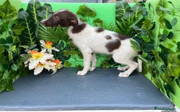 Border Collie perros en venta: 🐾✨ Cachorros Border Collie disponibles🐶⚡ - Imagen 2