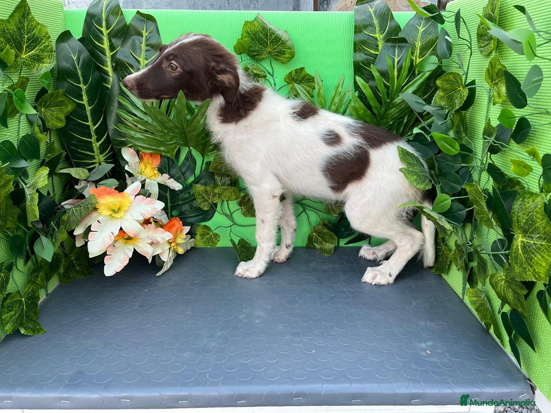 Border Collie perros en venta: 🐾✨ Cachorros Border Collie disponibles🐶⚡ - Imagen 2