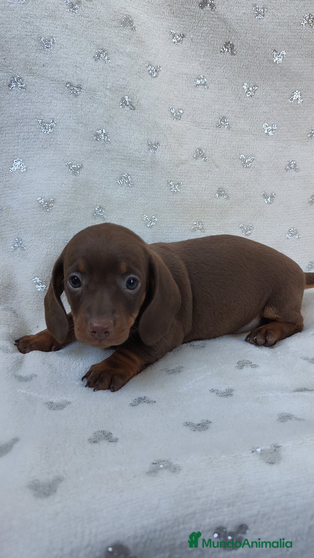 Teckel Miniatura perros en venta: Teckel chocolate kanichen hembra  - Imagen 5