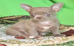 Chihuahua perros en venta: MACHO TOY EXCLUSIVO LILAC LINEA RUSA - Imagen 1