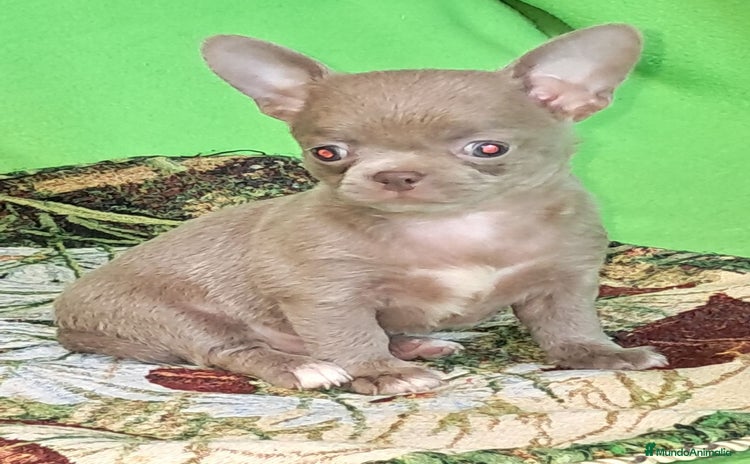 Chihuahua perros - Anuncio 9