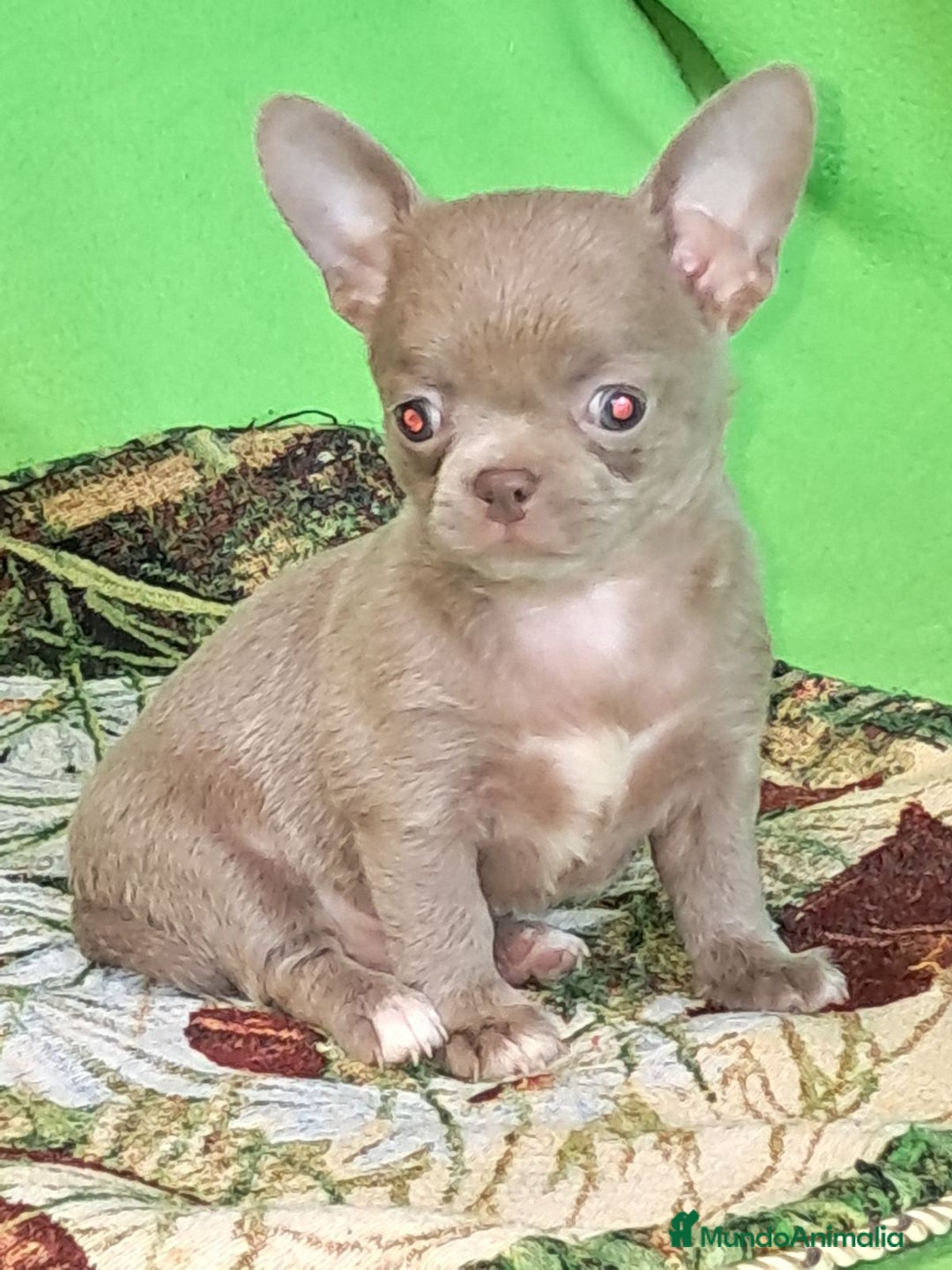Chihuahua perros en venta: MACHO TOY EXCLUSIVO LILAC LINEA RUSA - Imagen 1