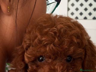 Caniche Toy perros caniche asiático toy rojo - Anuncio 11
