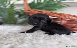 Cocker Spaniel Inglés perros en venta: COCKER SPANIEL INGLES - Imagen 10