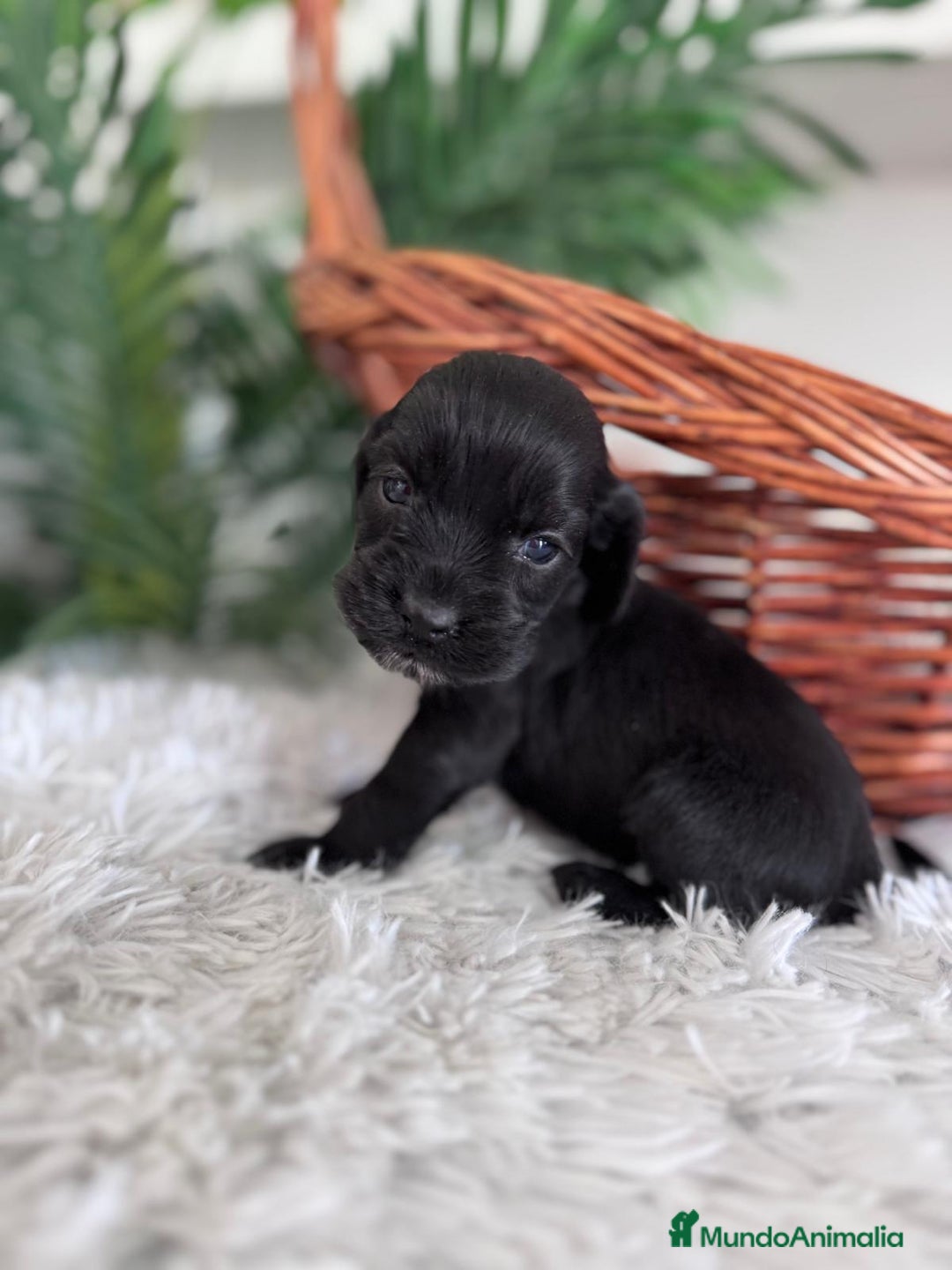 Cocker Spaniel Inglés perros en venta: COCKER SPANIEL INGLES - Imagen 10