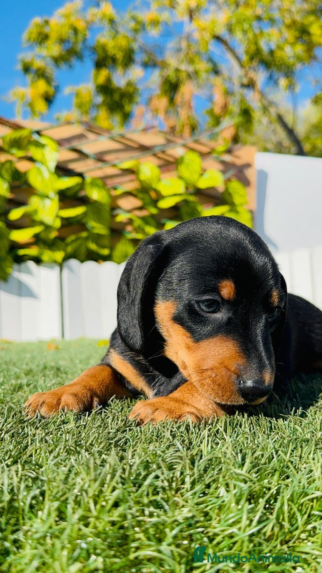 Teckel Miniatura perros en venta: TECKEL MINIATURA - Anuncio 12