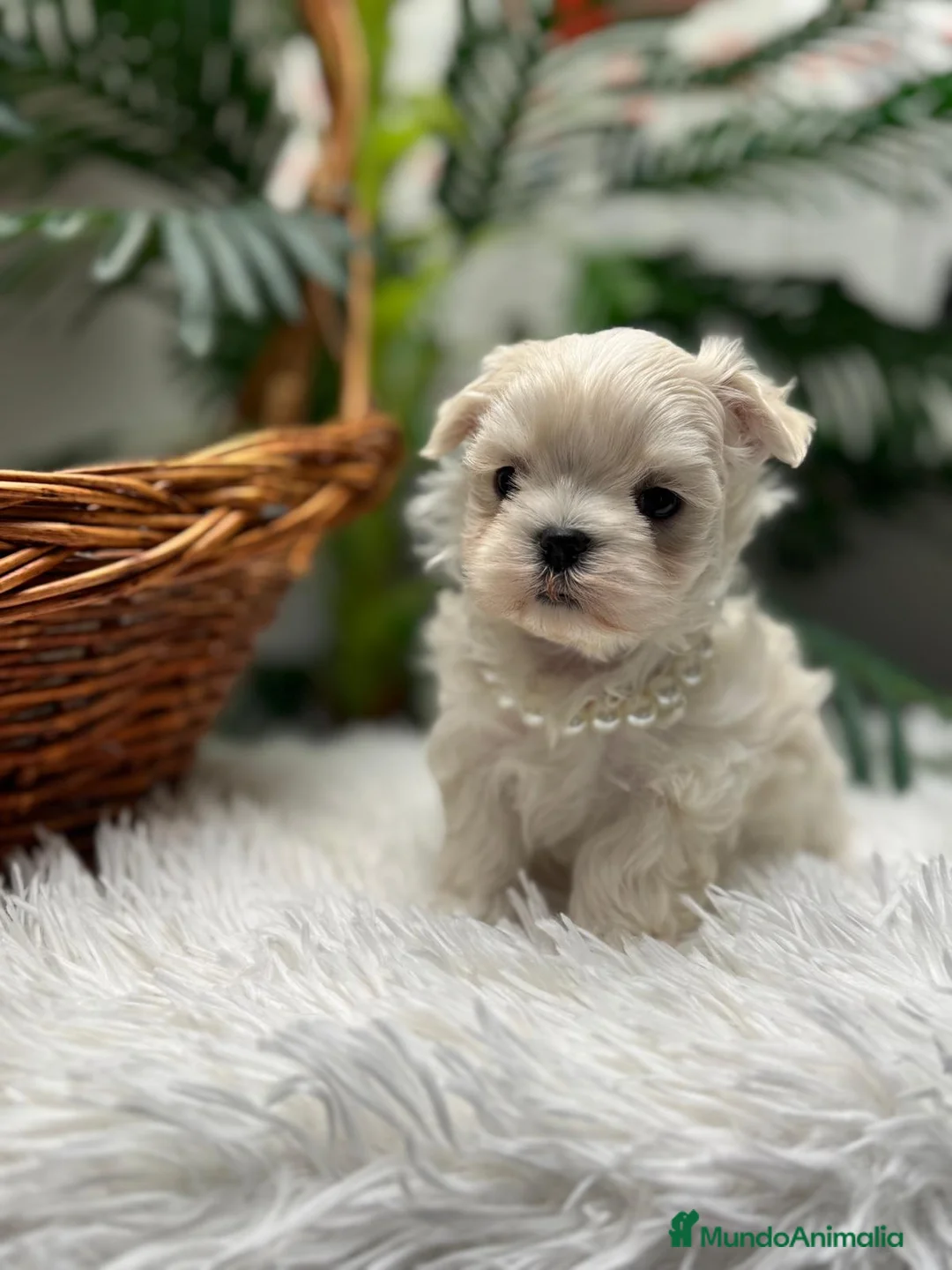 Bichón Maltés perros en venta: BICHON MALTES COREANO - Anuncio 15