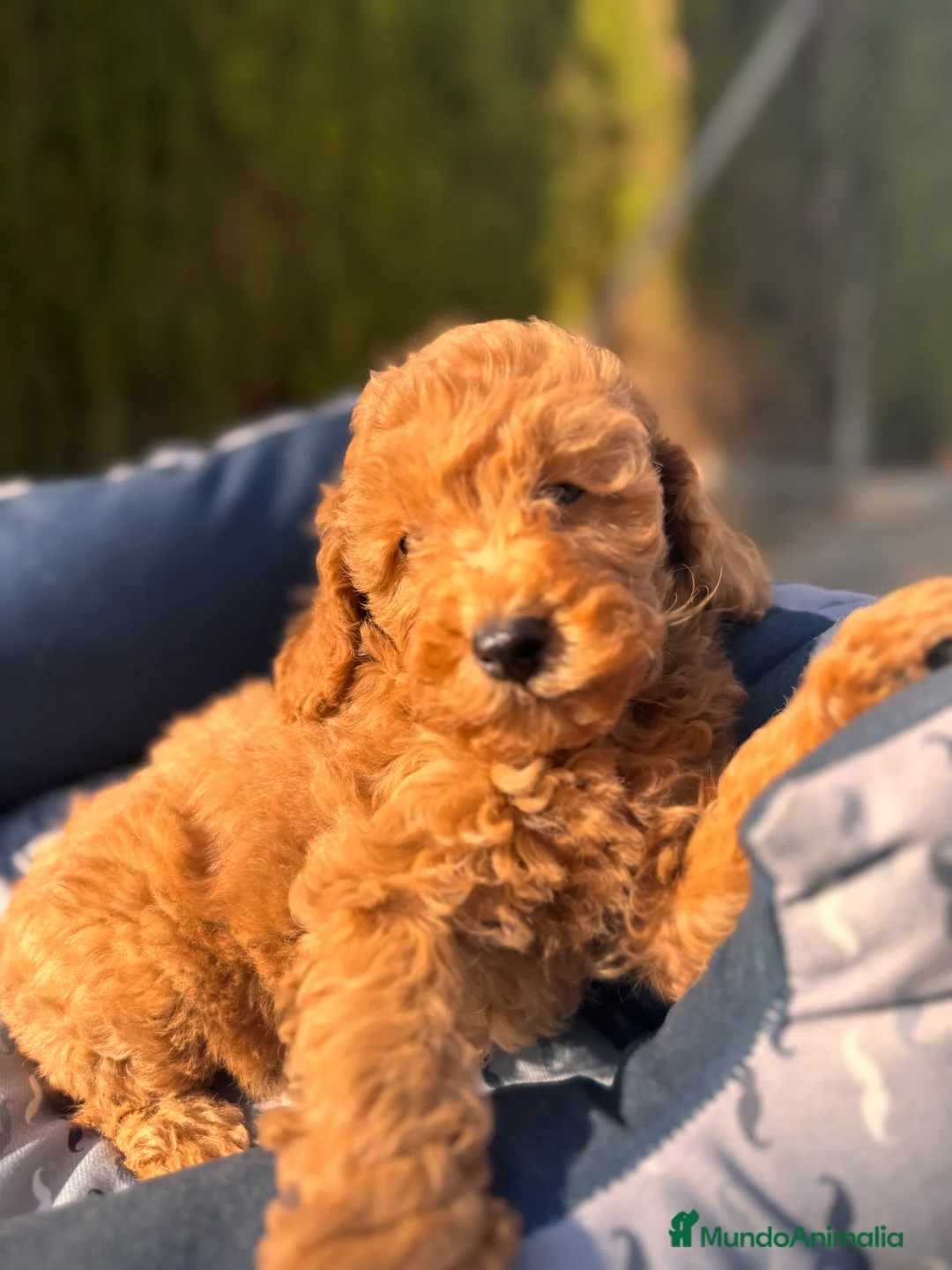 Caniche Enano perros en venta: CANICHE ENANO APRICOT OSCURO - Anuncio 1