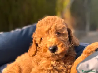 Caniche Enano perros CANICHE ENANO APRICOT OSCURO - Anuncio 1