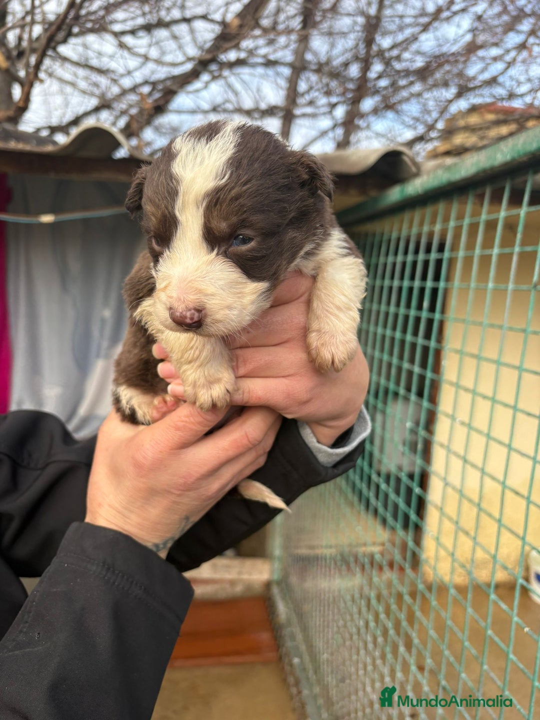 Border Collie perros en venta: Cachorro de Border Collie hembra chocolate  - Anuncio 11