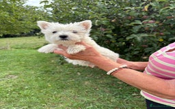 West Highland White Terrier perros en venta: CACHORROS DE WESTY  - Imagen 5