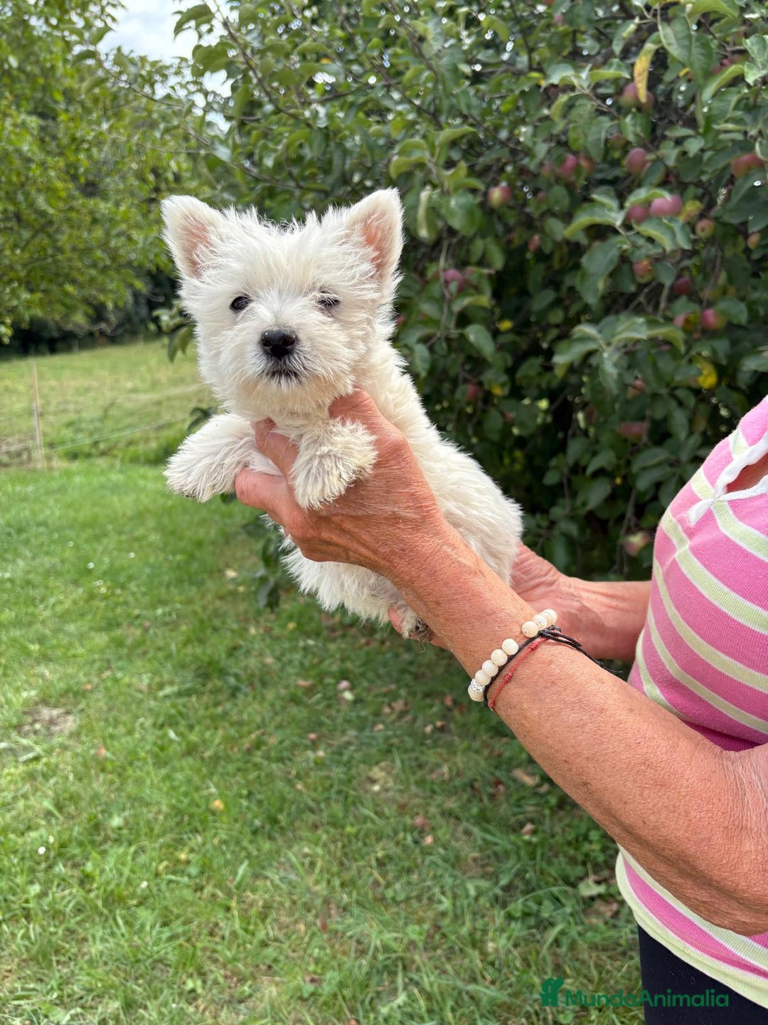 West Highland White Terrier perros en venta: CACHORROS DE WESTY  - Imagen 5