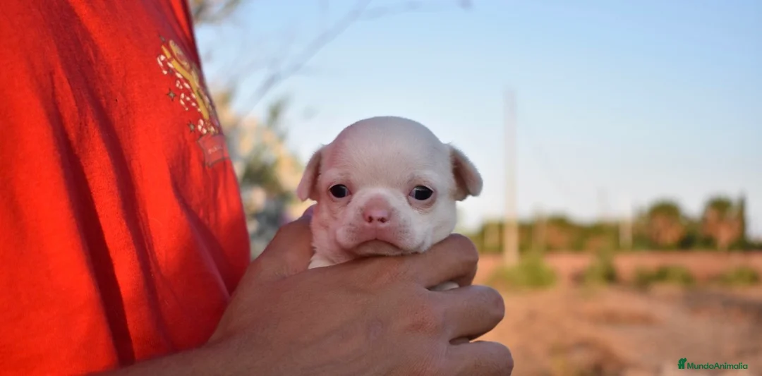Chihuahua perros en venta: CHIHUAHUA CACHORROS  - Anuncio 6