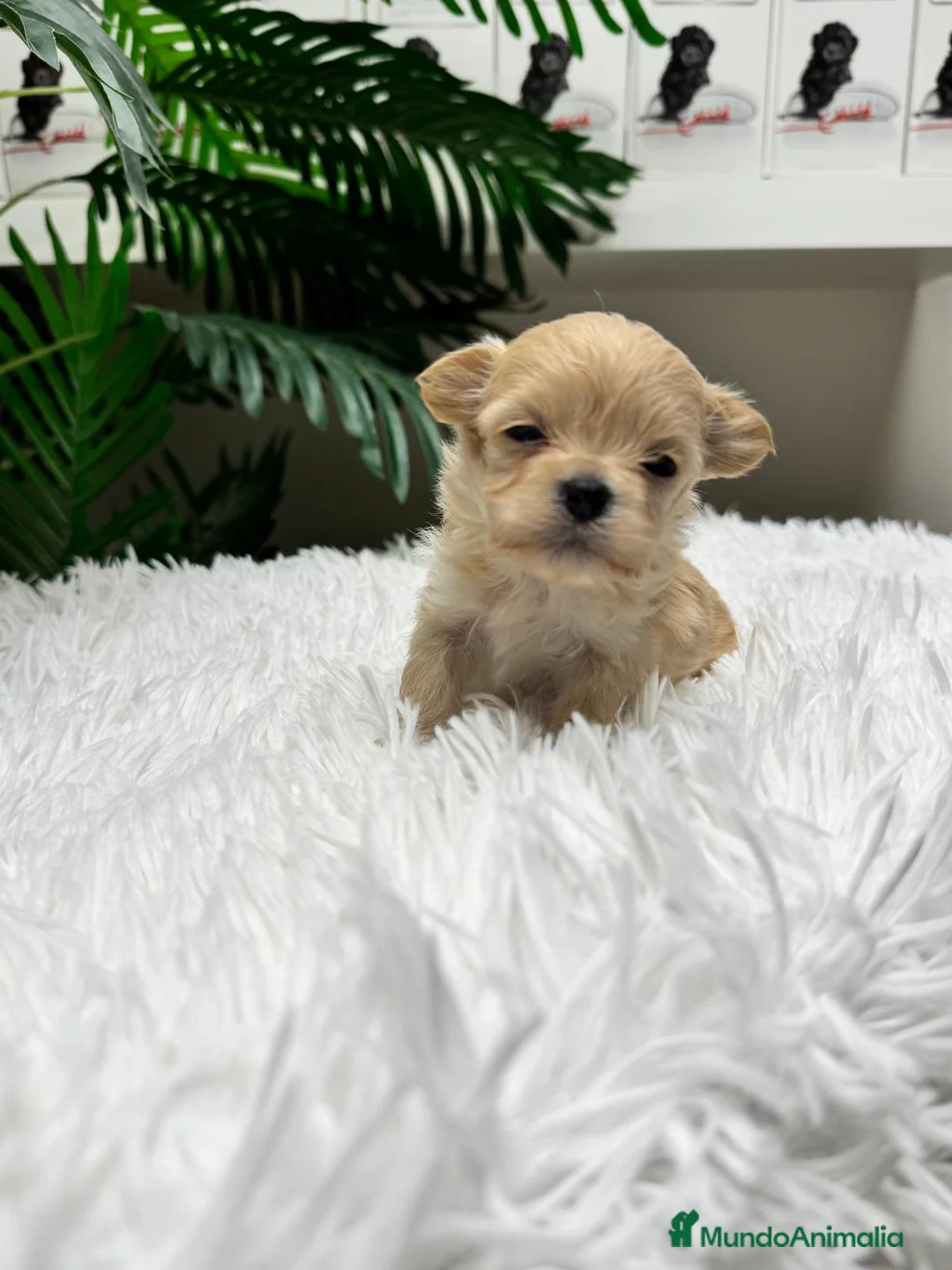 Maltipoo perros en venta: 🎀 MALTIPOO TOY 🎀 - Anuncio 2