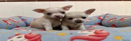 Chihuahua perros en venta: Cachorros chihuahuas color blanco y crema - Anuncio 2