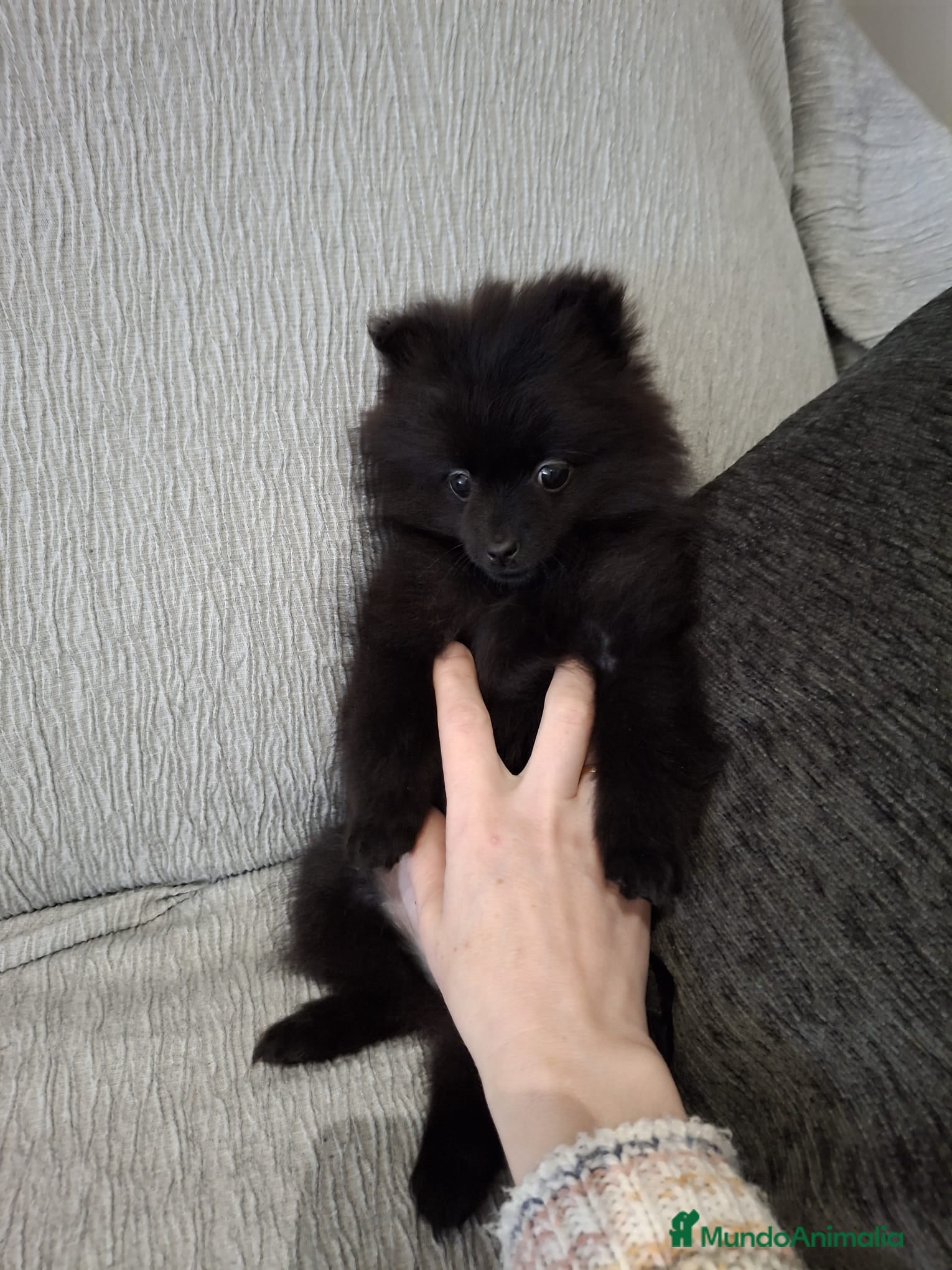 Pomerania perros Pomerania negra - Anuncio 3