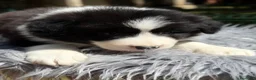Border Collie perros en venta: Border negro y blanco  - Anuncio 6