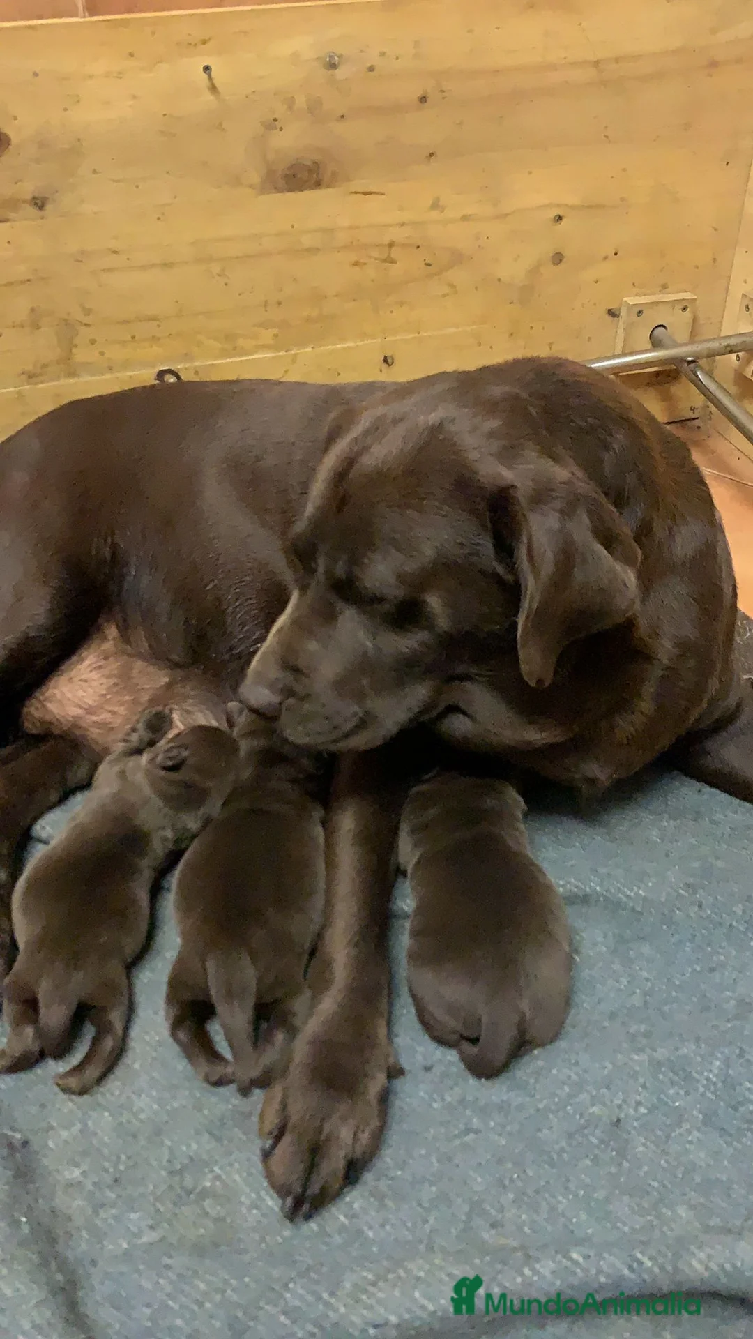 Labrador Retriever perros en venta: VENTA CAMADA LABRADOR RETRIEVER en Zaragoza - Anuncio 2