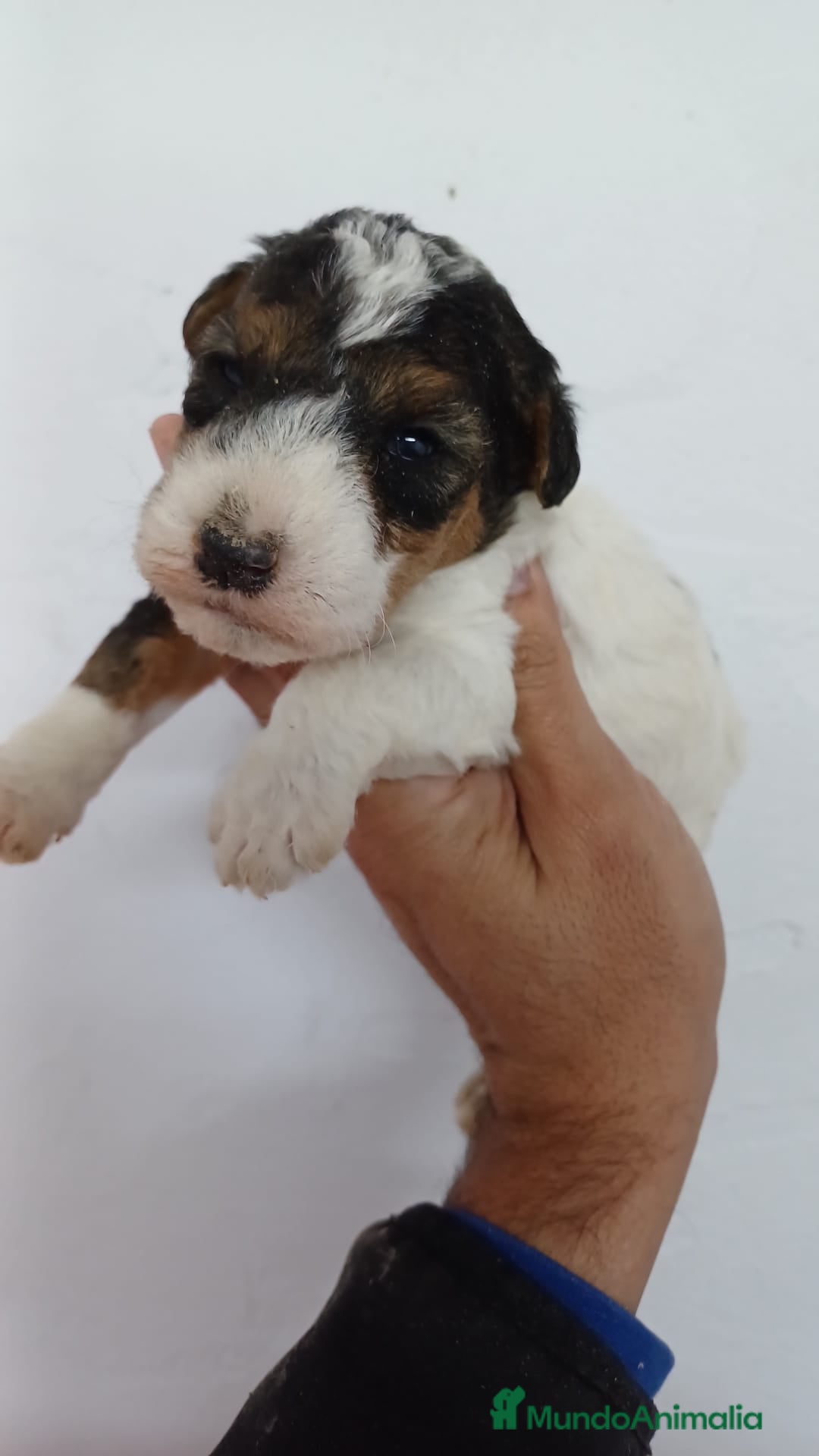 Fox Terrier de Pelo Duro perros en venta: Foxterrier Pelo Duro  - Anuncio 1