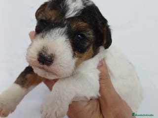 Fox Terrier de Pelo Duro perros Foxterrier Pelo Duro - Anuncio 1