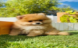 Pomerania perros en venta: POMERANIA MACHO - Imagen 14