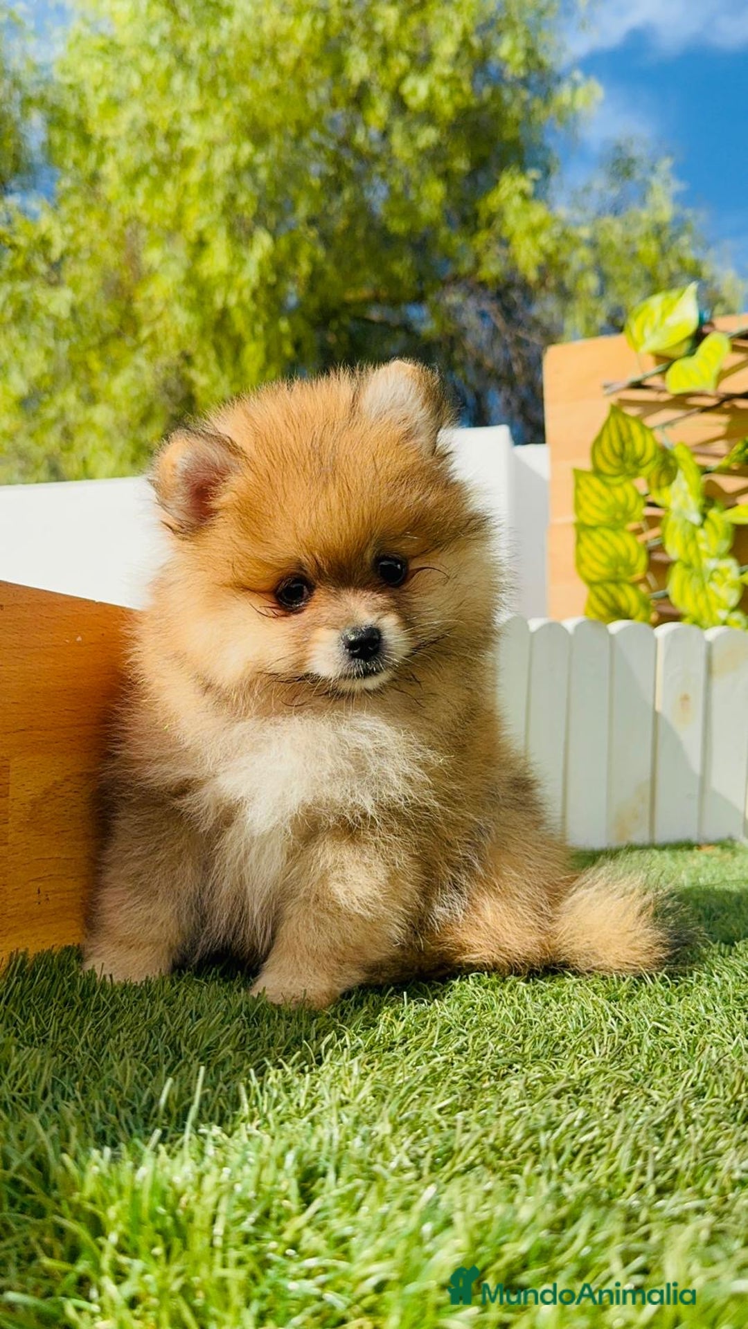 Pomerania perros en venta: POMERANIA MACHO - Imagen 14