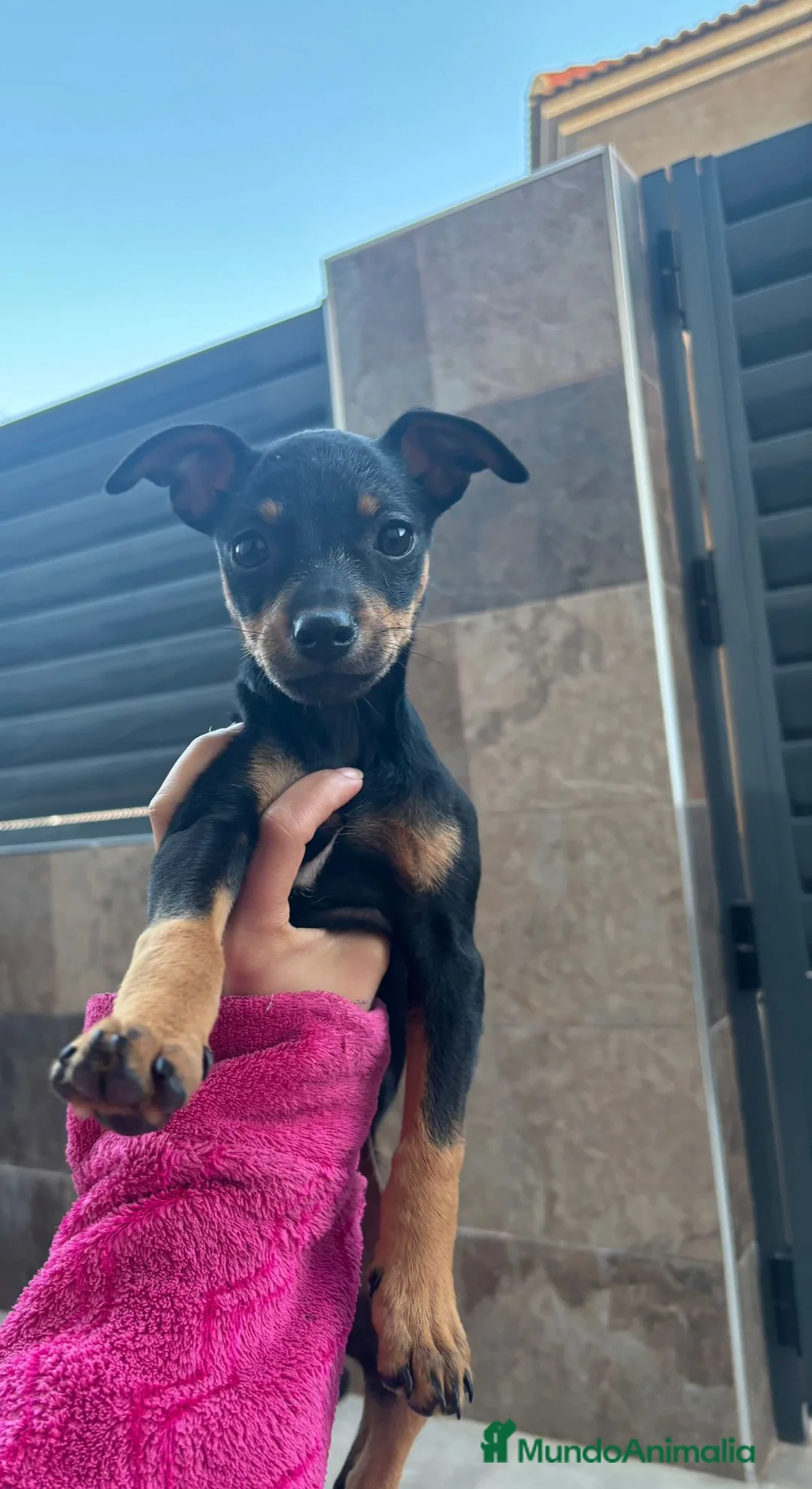 Pinscher Miniatura perros en venta: Pinchermini - Anuncio 2