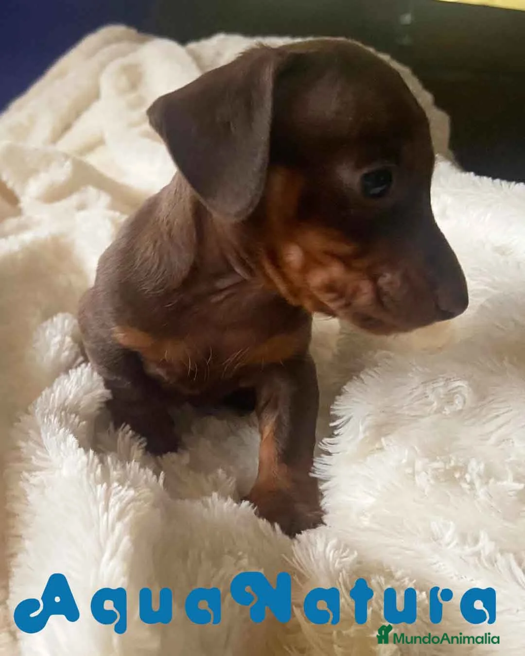 Teckel Miniatura perros en venta:  Teckel Macho de Kily y Tilo 1882 AQUANATURA en Barcelona - Anuncio 9