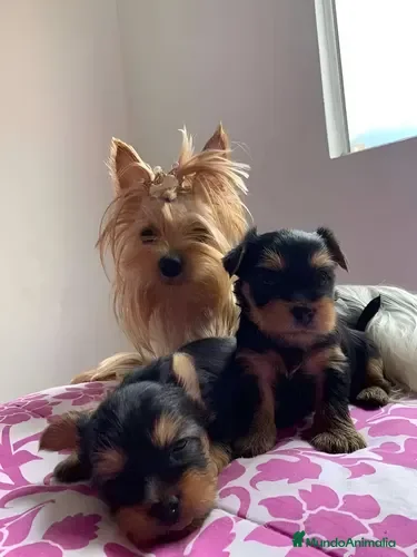 Yorkshire Terrier perros Yorkshire terrier Toy Machos bebes disponibles  - Anuncio 2