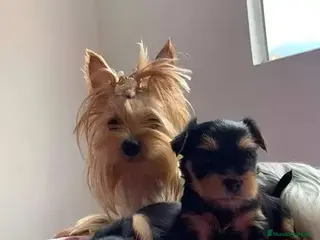 Yorkshire Terrier perros Yorkshire terrier Toy Machos bebes disponibles - Anuncio 2