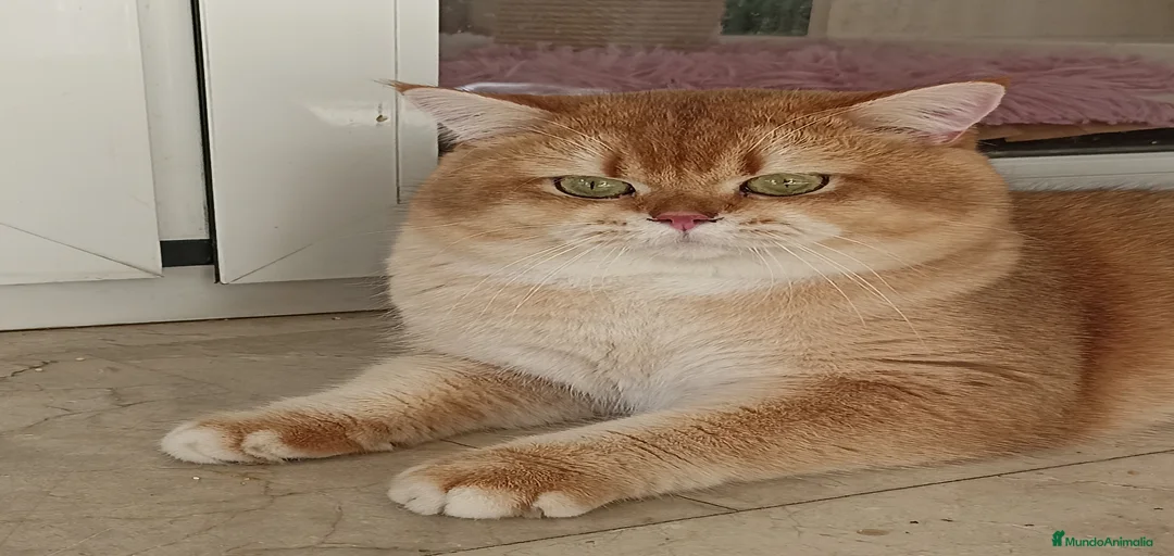 Imagen de galería {{count}}