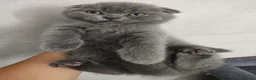 Scottish Fold gatos en venta: Scottish fold - Anuncio 4