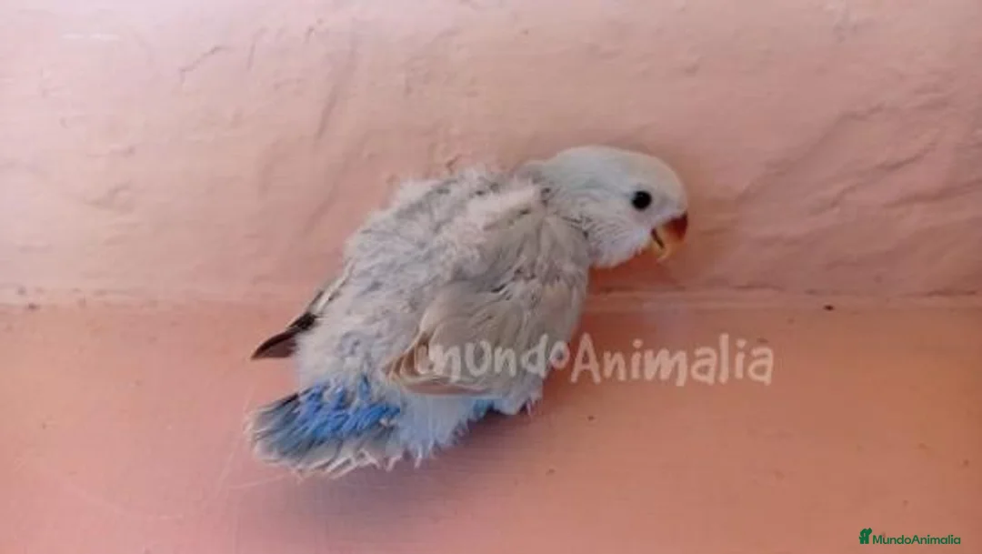 Imagen de galería {{count}}