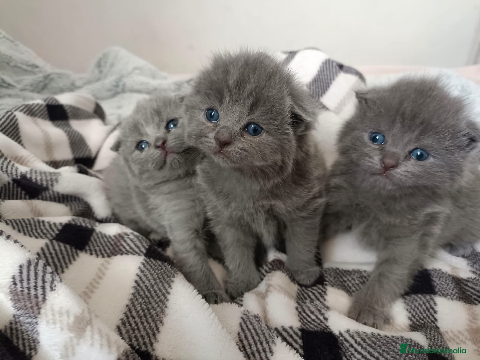 Británico de Pelo Corto Azul gatos British gatitos bebés  en Barcelona - Anuncio 5